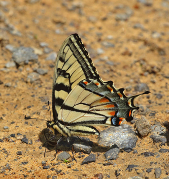 Appalachian Tiger Swallowtail